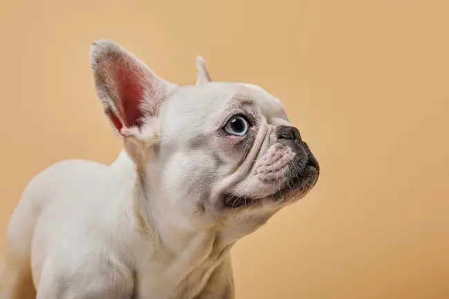 A white French Bulldog is looking up at the camera.