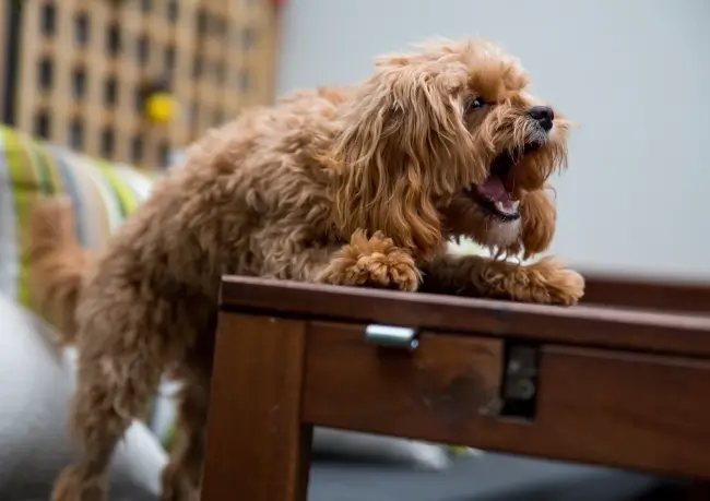 A dog standing on top of a table with its mouth open. While some may wonder "Are Cavapoos Aggressive?", this particular one proves friendly and playful as it confidently perches on
