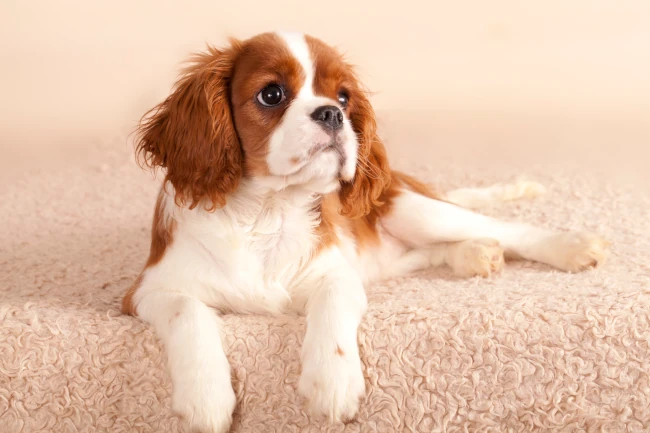 A small brown and white dog, possibly a Cavalier King Charles Spaniel or Cavapoo, laying peacefully on a beige carpet.