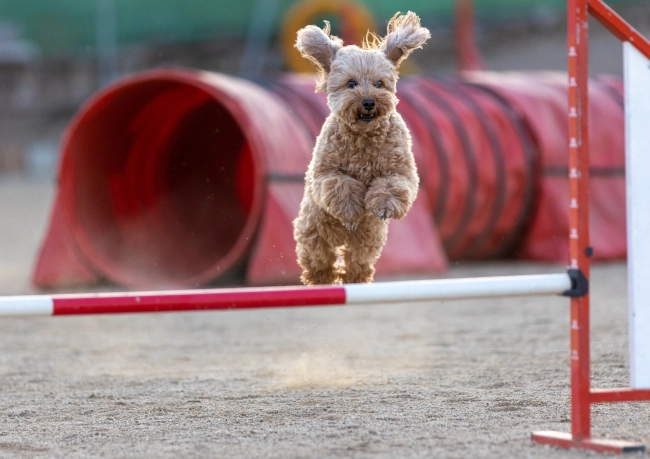 Training your cavapoo for agility by jumping over an obstacle.