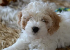 A small white and brown puppy, possibly from Cavapoo breeders in Florida, peacefully laying on a soft rug.