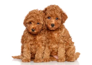 Two brown poodle puppies sitting in front of a white background.