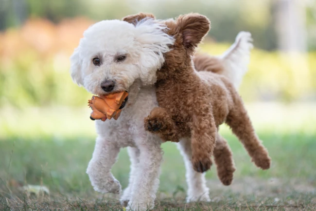 Two cavapoos dogs playing together